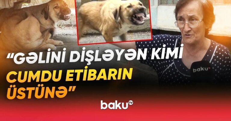 Sakinlərin kabusuna çevrilən küçə itləri dəhşət saçır: 100-dən çox insan xəstəxanalıq olub – VİDEO Sakinlərin kabusuna çevrilən küçə itləri dəhşət saçır: 100-dən çox insan xəstəxanalıq olub – VİDEO