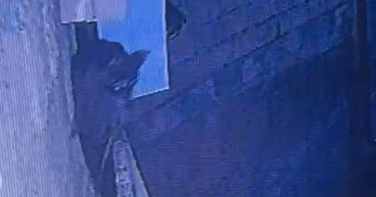 Yenotlar 1 aya yaxındır evin damında yaşayır – FOTO