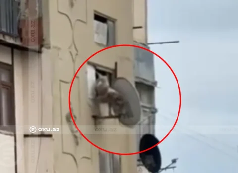 Bakıda itə qarşı zorakılıq: Pəncərədən aşağı atıldı – Video