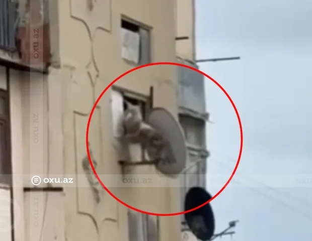 Bakıda itə qarşı zorakılıq: Pəncərədən aşağı atıldı – Video