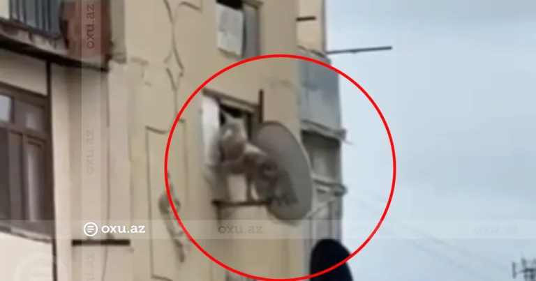 Bakıda itə qarşı zorakılıq: Pəncərədən aşağı atıldı – Video Bakıda itə qarşı zorakılıq: Pəncərədən aşağı atıldı – Video