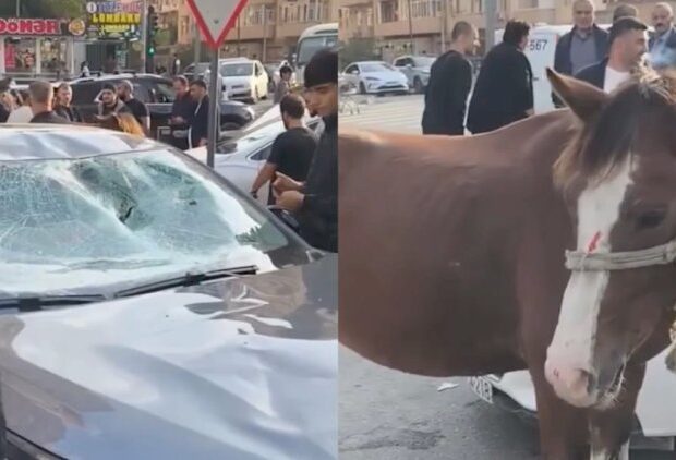 Bakıda minik avtomobili atla toqquşdu