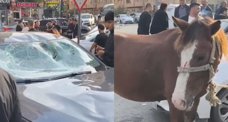 Bakıda minik avtomobili atla toqquşdu